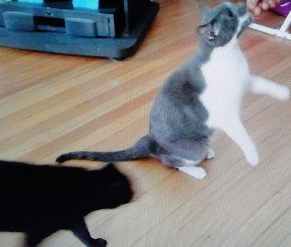 Sir Herrington Silverstone (right) and Black Angelfish Princess - Silver & Angel, for short